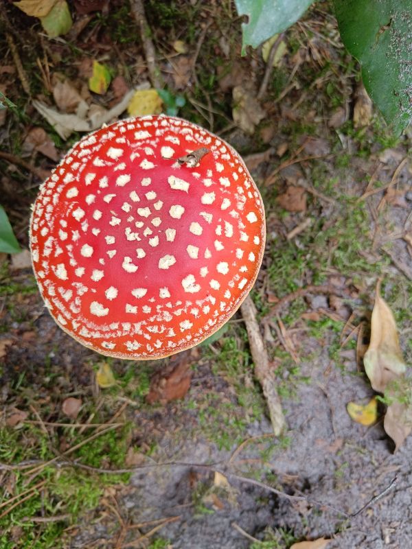 Surrey toadstool